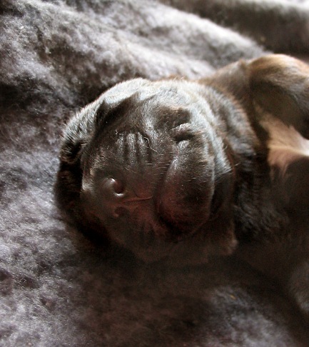 bruno_babies 018