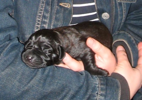 bruno_babies 022a