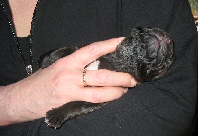 bruno_babies 025